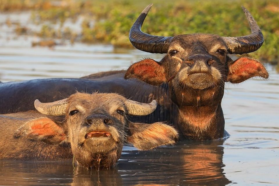 Des buffles vont intégrer une grande réserve naturelle de Gironde