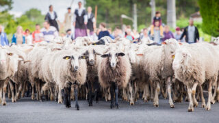 Tu es invité à une transhumance urbaine à deux pas de Bordeaux !