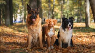 Un centre aéré pour chiens a ouvert en Gironde